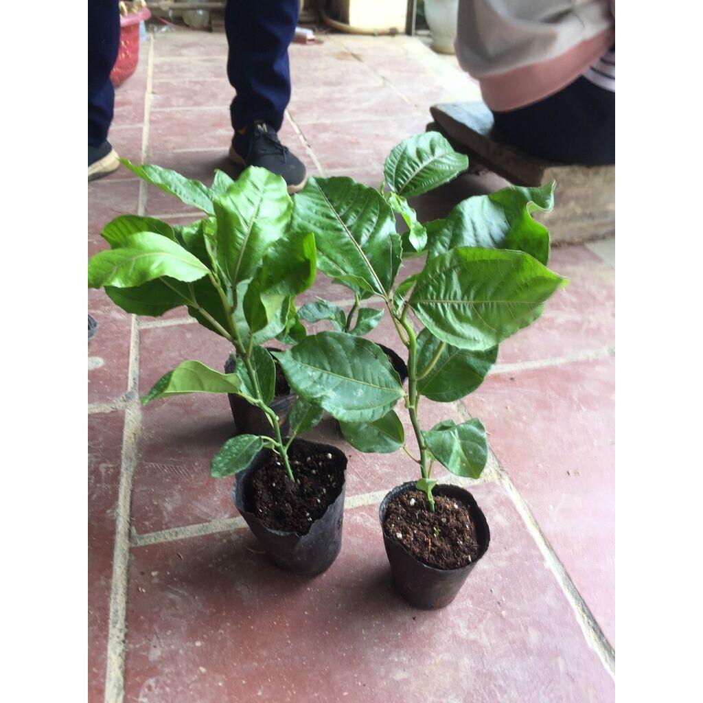 Cây Chanh Leo Chuối Nam Mỹ, chanh dây chuối giống