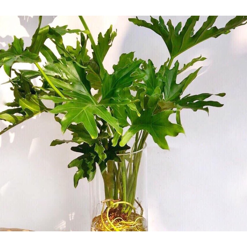 Cây để bàn trầu bà thanh xuân