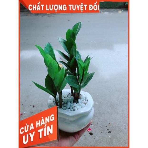 Chậu Kim Tiền Thái