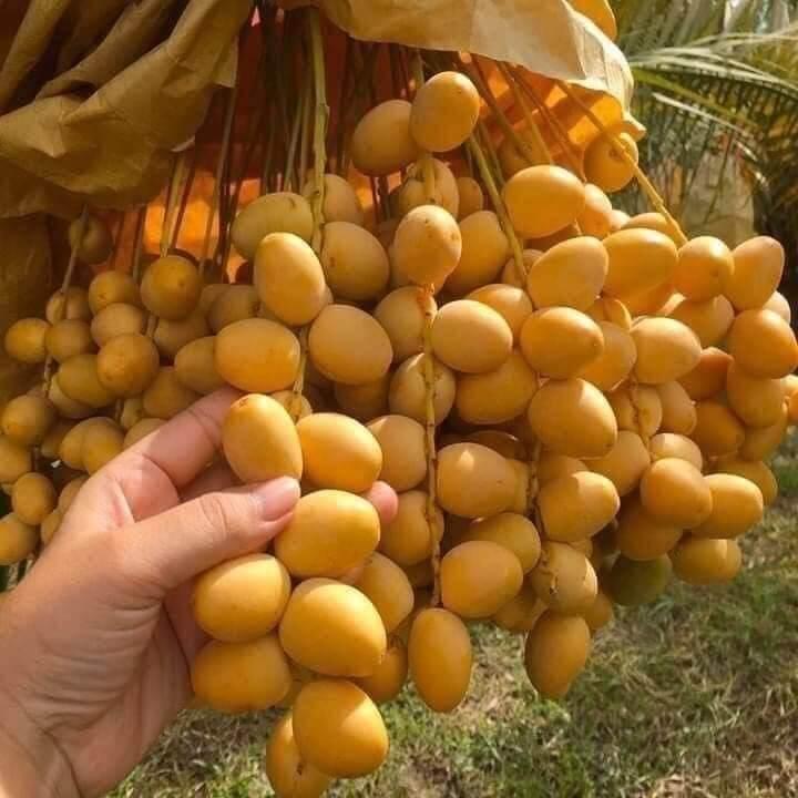 CÂY GIỐNG CHÀ LÀ ĂN QUẢ