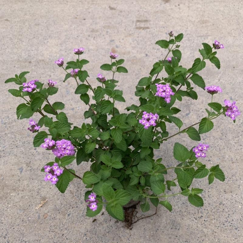 Cây ngũ sắc tím rủ thân leo dài 15cm, nở hoa quanh năm sống cực tốt, cây hoa cảnh trồng trang trí ban công, sân vườn