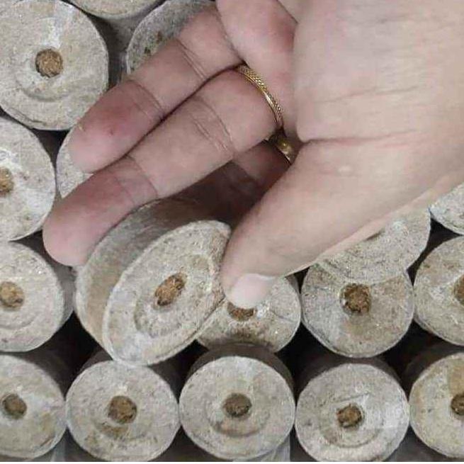 100 viên nén ươm hạt giâm cành - viên nén xơ dừa ươm hạt
