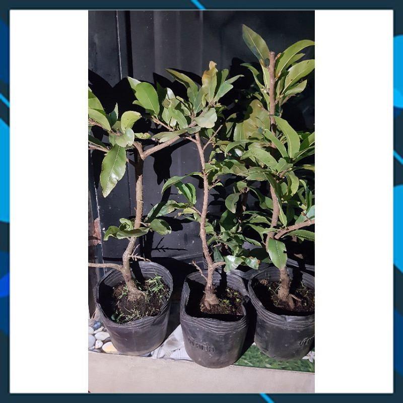 Cây Mai Giảo Giống Bến Tre Sai Hoa, Nhiều Cảnh Đẹp Chơi Tết SAMSON GARDEN