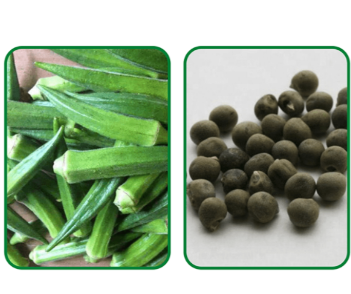 Hạt giống đậu bắp xanh cao sản