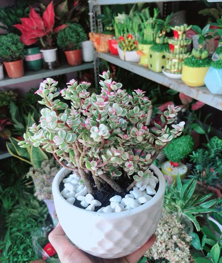 Chậu Cây Cành Vàng Lá Ngọc