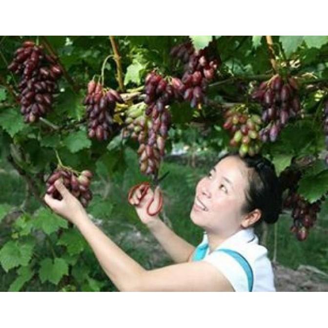 CÂY GIỐNG NHO PHÙ THỦY