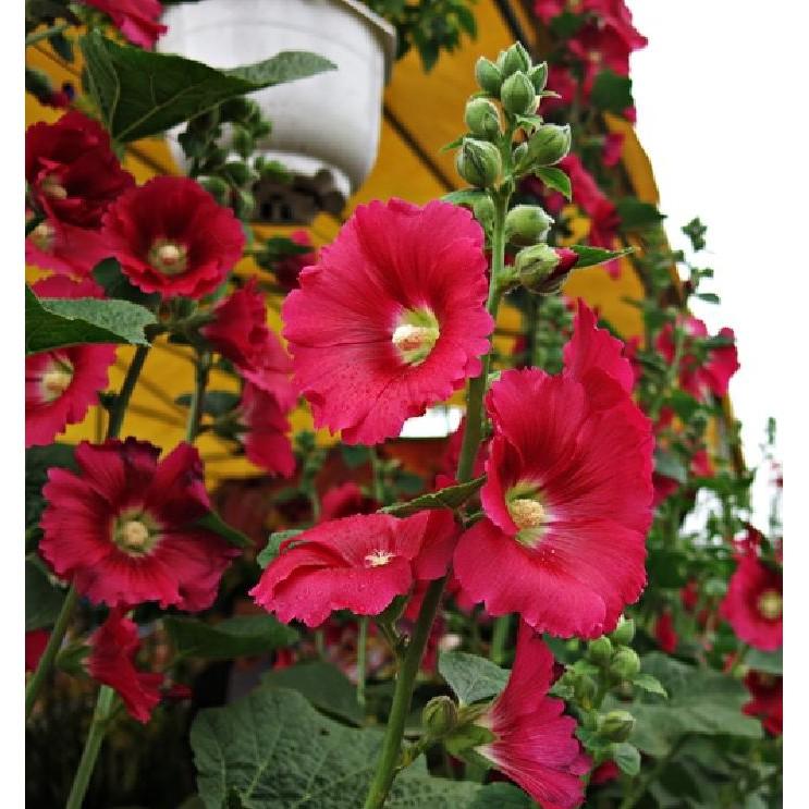 Hạt giống mãng đình hồng đơn mix 50hạt/gói