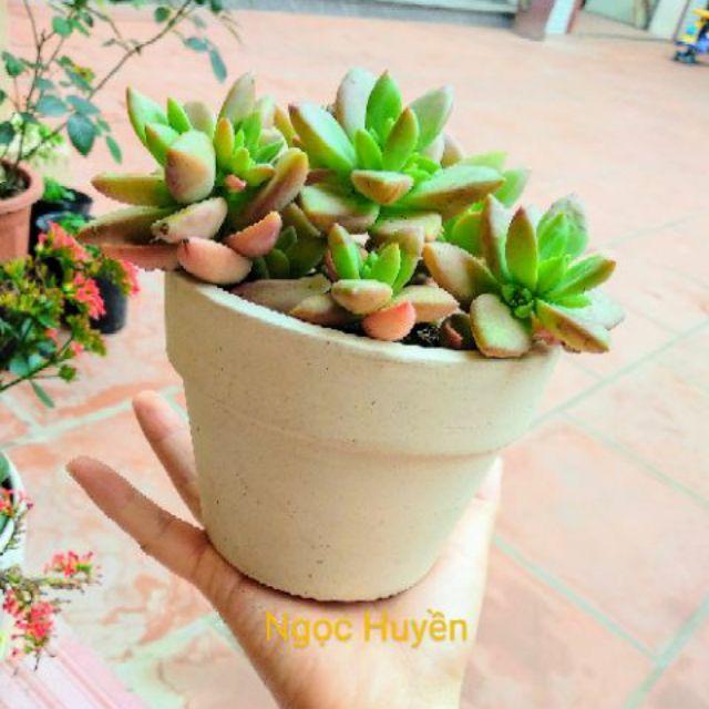 Combo 5 chậu đất nung size to trồng sen đá, xương rồng cây mini- size to