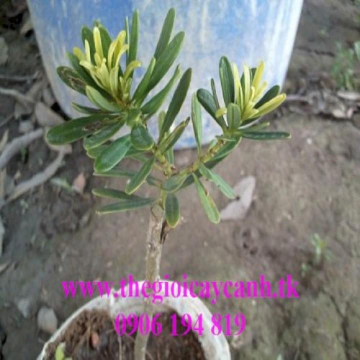CÂY GIỐNG CÂY VẠN NIÊN TÙNG KIM CƯƠNG BONSAI TRƯỜNG THỌ