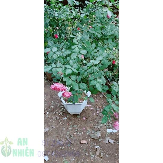 Hồng Cổ Sapa Cao 1m2