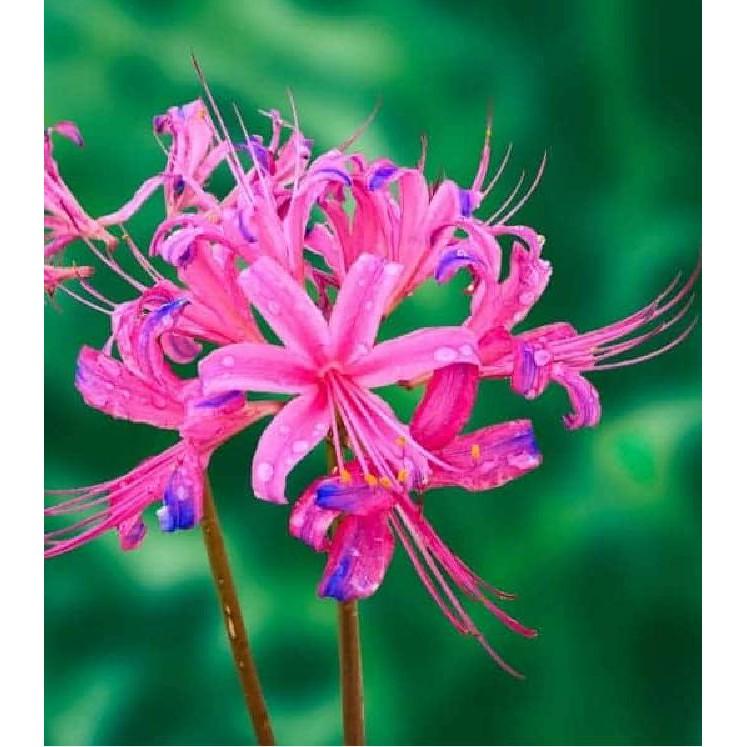 Củ giống hoa bỉ ngạn hồng