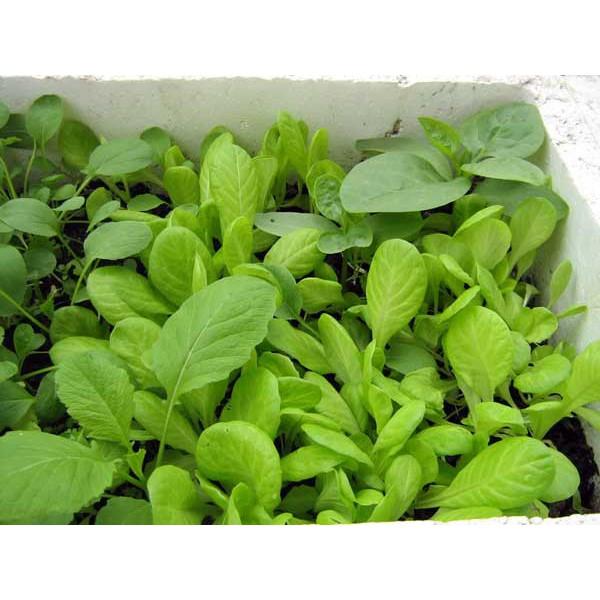 Hạt Giống Cải Ngọt - Gói 20 gam