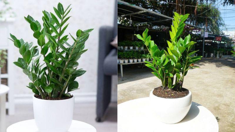 CÂY KIM TIỀN [ CÂY PHONG THỦY TỐT &amp; ĐẸP NHƯ HÌNH ] &amp;