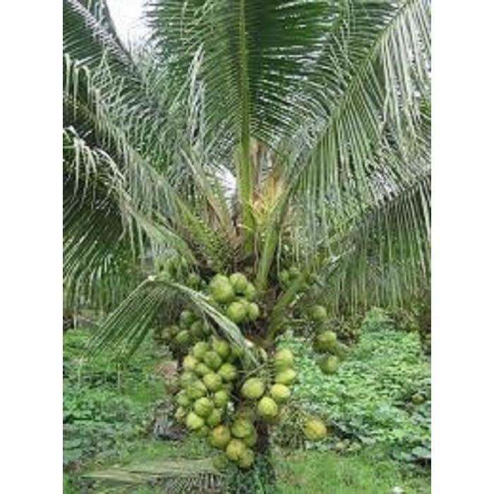 CÂY GIỐNG DỪA XIÊM LÙN