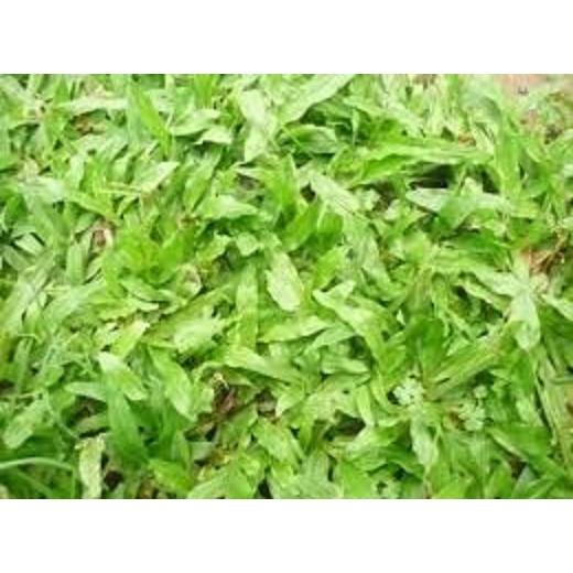 Gói 100gram.Hạt giống cỏ lá Gừng (cỏ lá Tre) tặng kèm gói phân bón lót