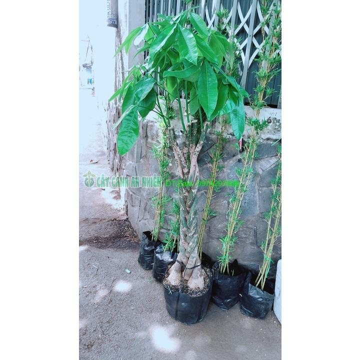 Cây Kim Ngân Thắt Bính Lớn