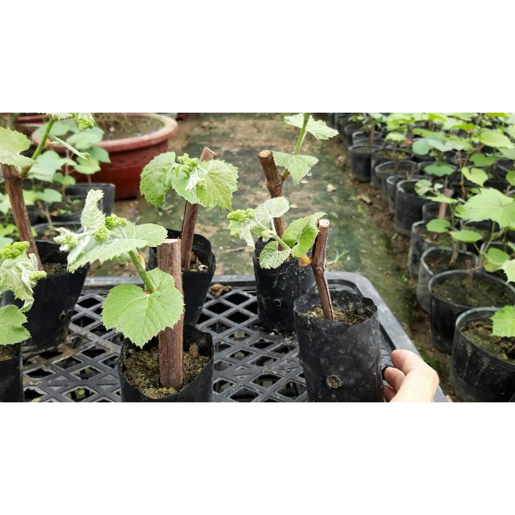 CÂY GIỐNG NHO LEO PHÁP DÒNG QUẢ SỚM, CAM KẾT GIỐNG CHUẨN F1