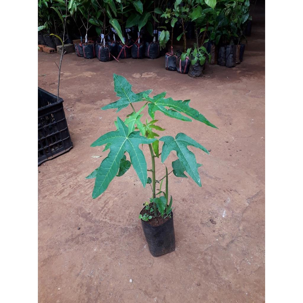 Cây giống Đu Đủ lùn ruột Đỏ THÁI LAN trồng chậu