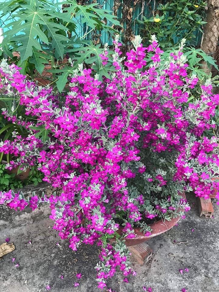 Chậu cây TUYẾT SƠN PHI HỒNG