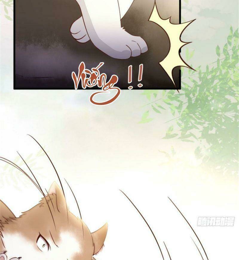 sát thủ vương phi không dễ chọc chapter 30 36