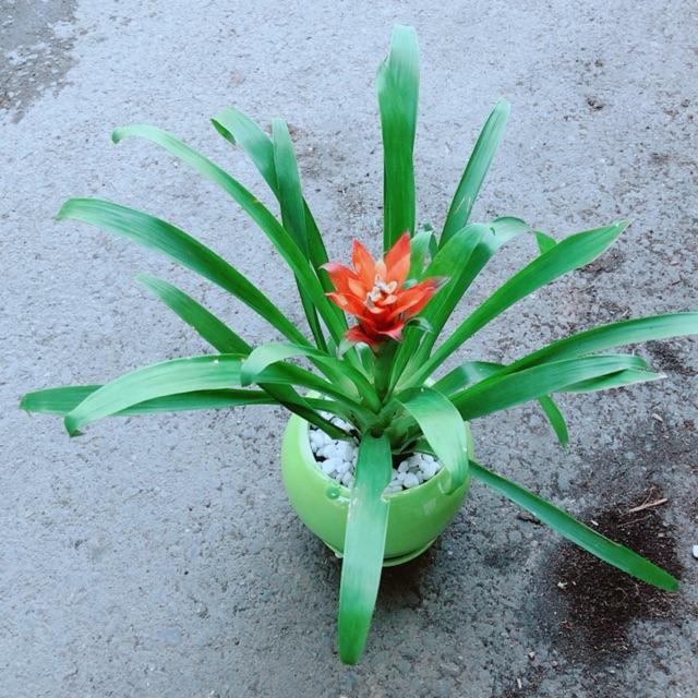 Chậu Phong Lộc Hoa