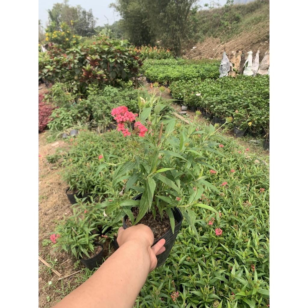 Cây hoa liễu hồng