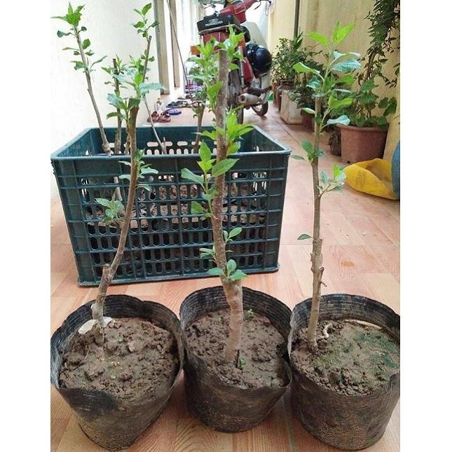 CÂY GIỐNG TÁO TÂY ĐỎ LÙN QUẢ SỚM F1