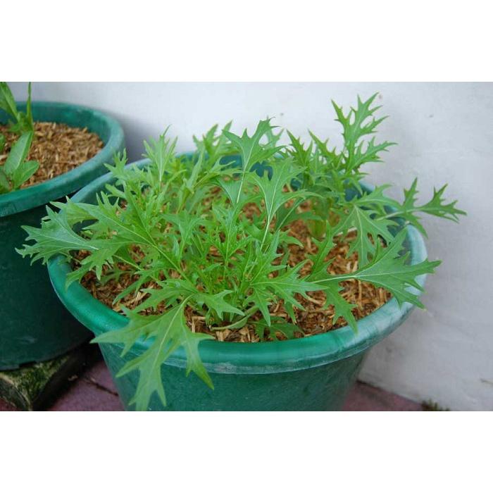 Hạt giống rau cải đuôi phượng xanh - 1 gói 10gram