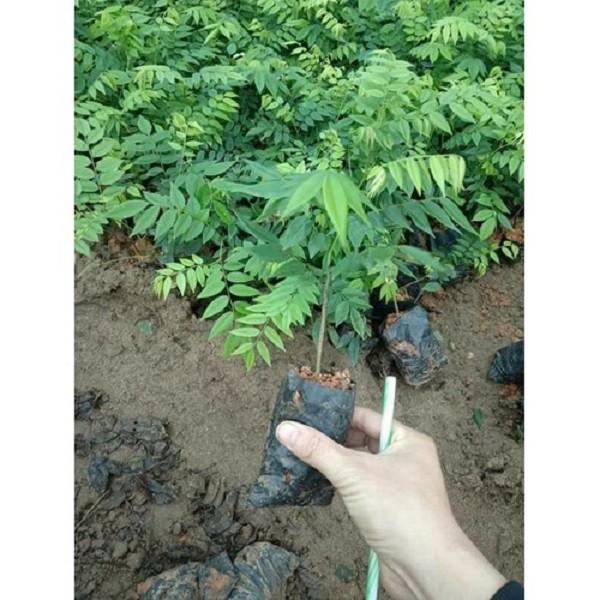 CÂY SƯA ĐỎ - CÂY LẤY GỖ GIÁ TRỊ KINH TẾ CAO, SIÊU LỢI NHUẬN, GỬI ĐI NGUYÊN BẦU