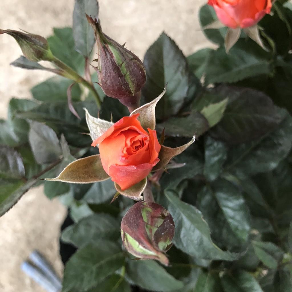 Cây hoa hồng tỉ muội size to, chiều cao 40-50cm sai nụ hoa mùi thơm nhẹ cực nhiều tán sum suê , thích làm cây trang trí