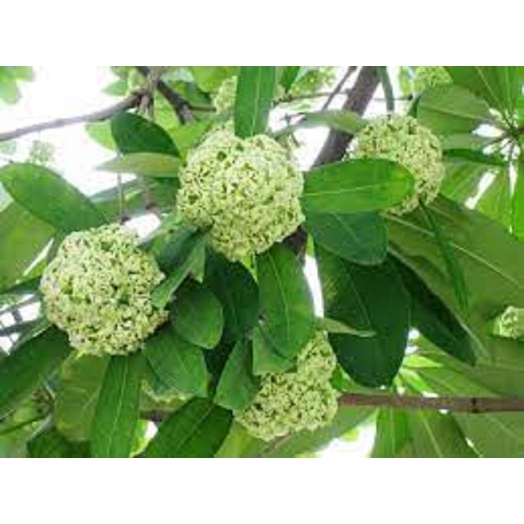 CÂY GIỐNG HOA SỮA.