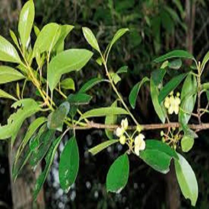 CÂY QUẢ DỌC NẤU CANH CHUA CHUẨN GIỐNG F1