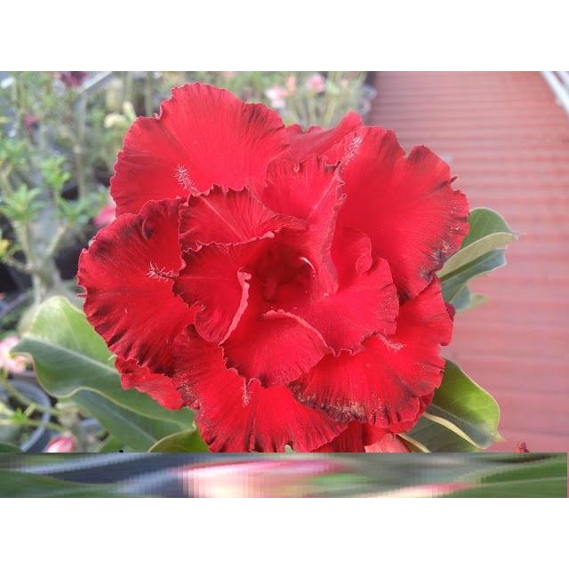 Cây sứ thái kép " MÁU RỒNG " - củ size to đại bự ,rễ quái thành hình, hàng tuyển loại 1