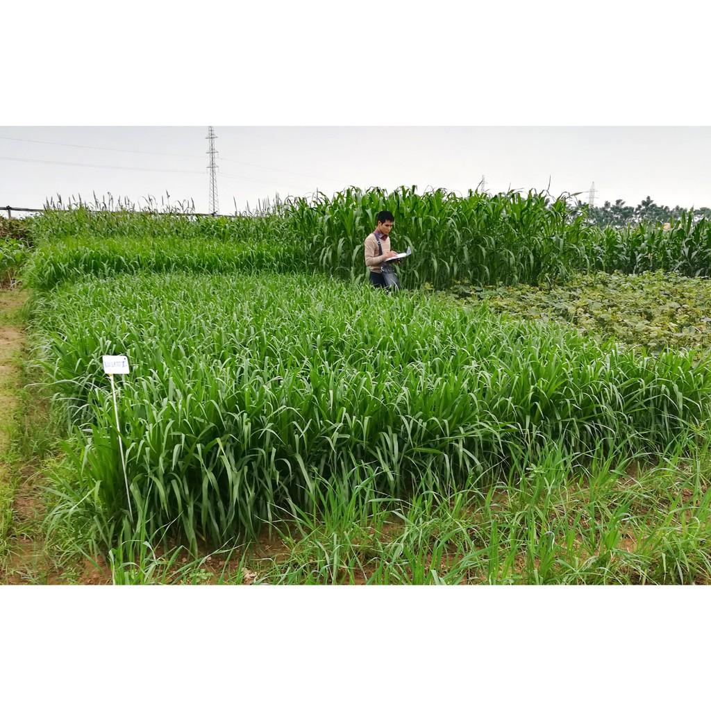 Hạt cỏ chăn nuôi II 500g