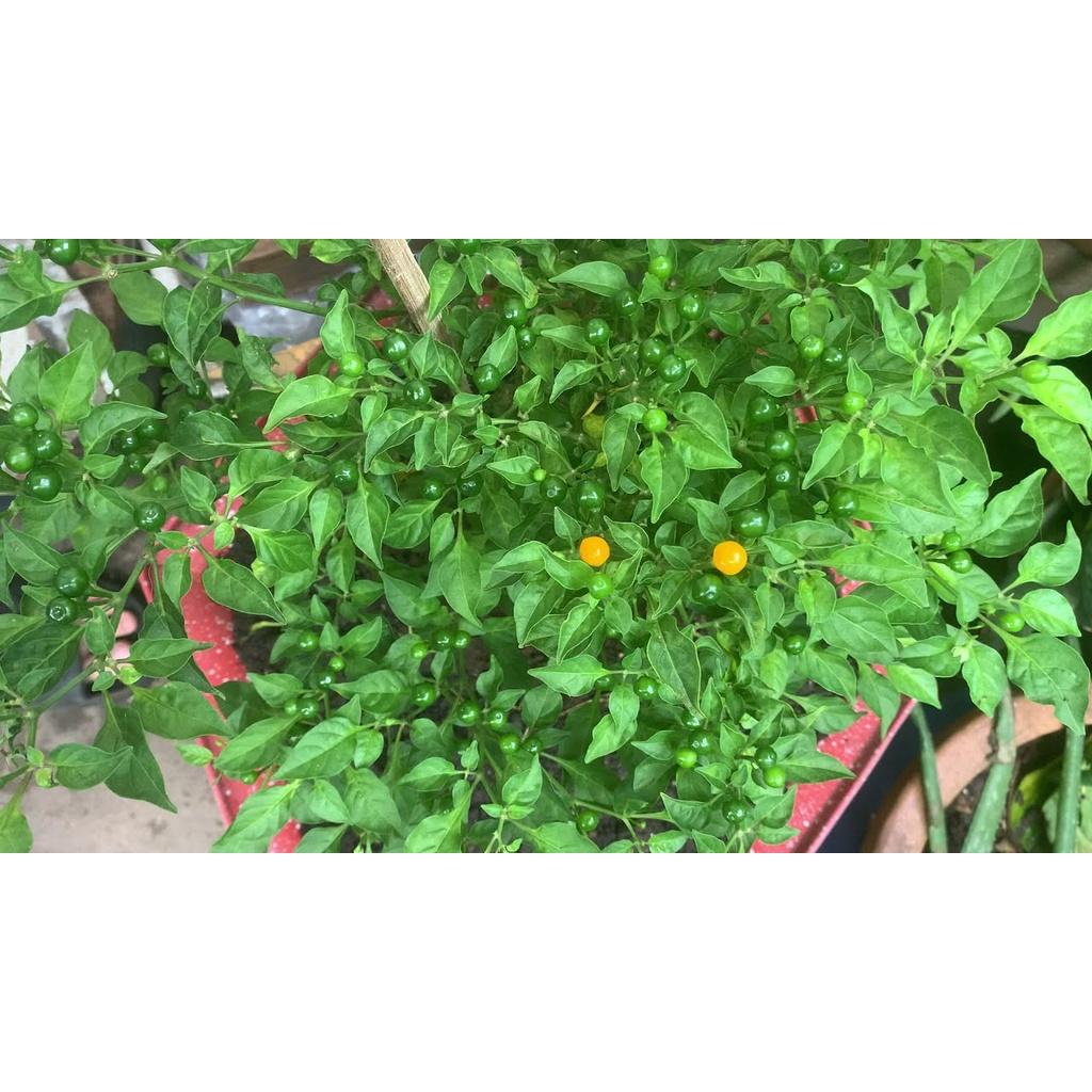 CÂY GIỐNG ớt Pêru Charapita đắt nhất thế giới.