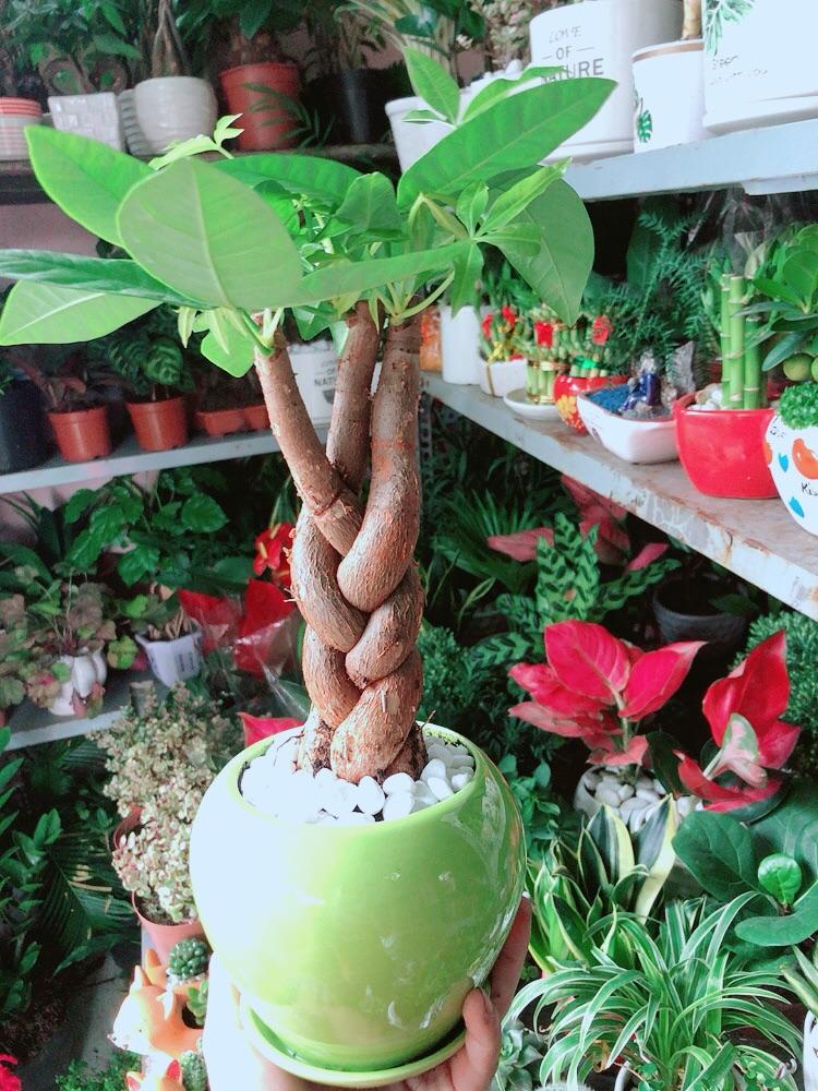 Chậu Cây Kim Ngân 3 Thân Thắt Bính