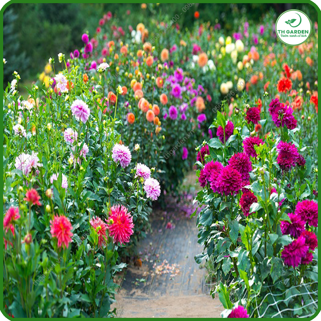 Hạt Giống Hoa Thược Dược Mix Nhiều Màu TH Garden - Hạt Giống Dễ Trồng Dễ Chăm Sóc, Hoa Thơm, Bền Màu, Lâu Tàn