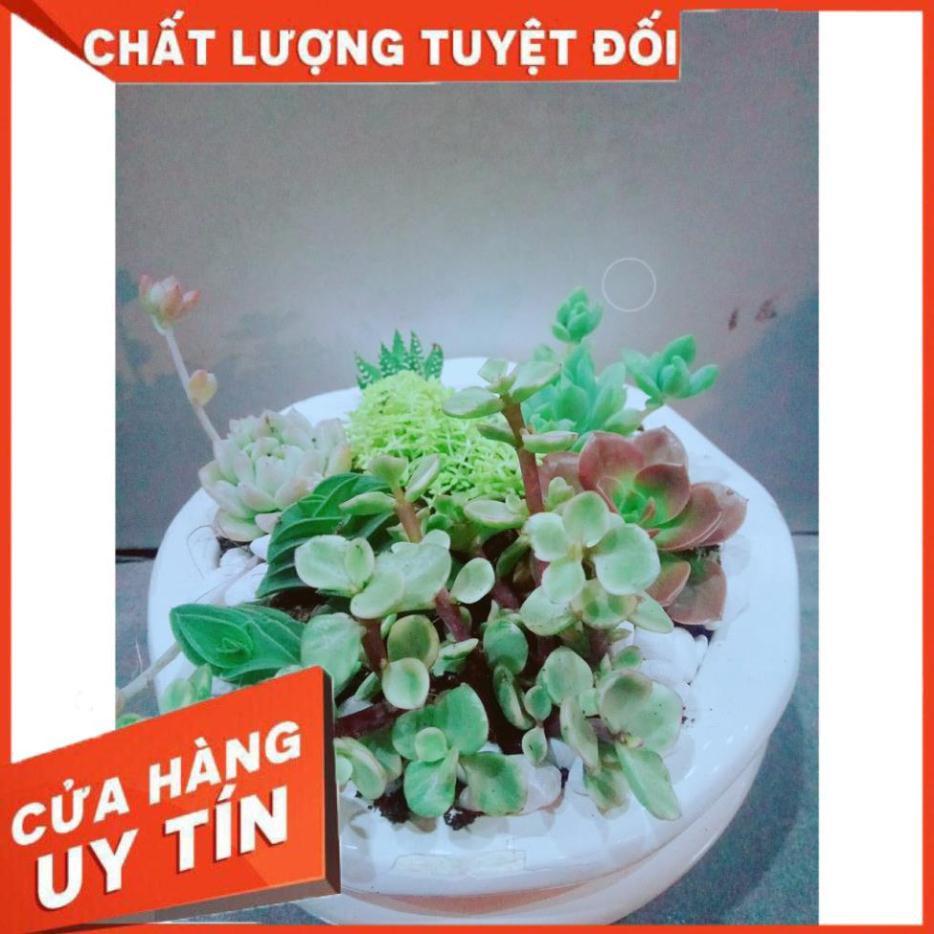 Chậu Mix Nhiều Cây