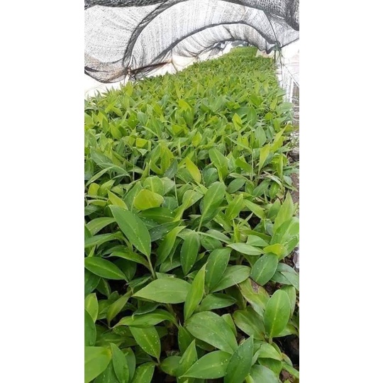 Cây giống chuối tây thái