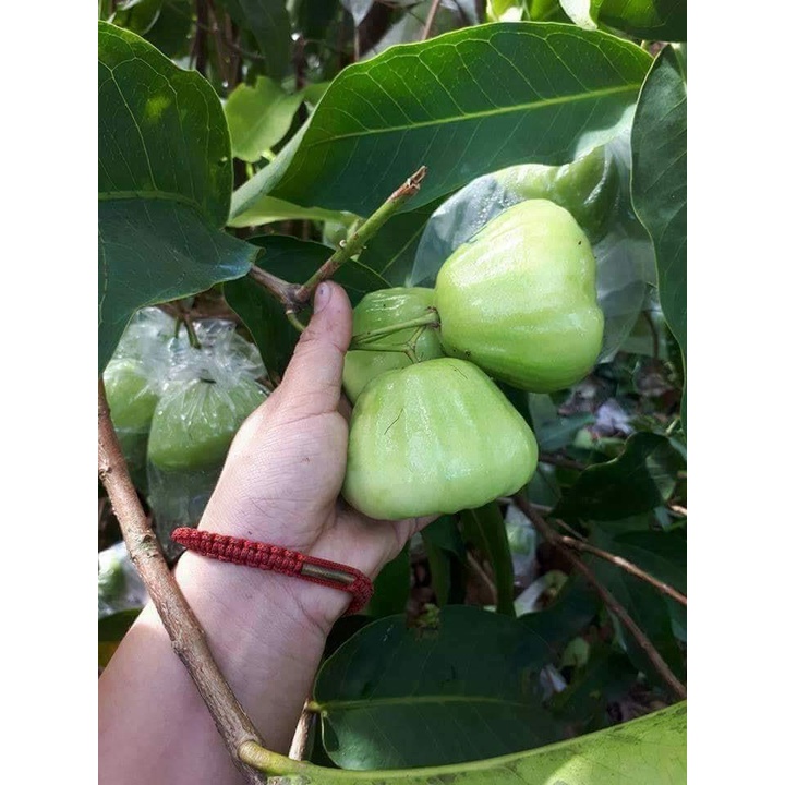 Cây giống mận xanh đường