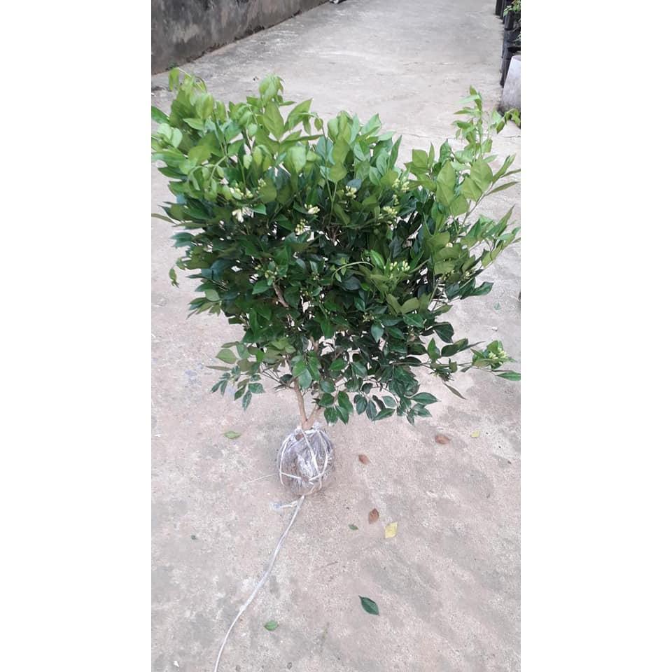 COMBO 05 CÂY NGUYỆT QUẾ CÂY - CÂY BONSAI - CÂY GIỐNG NGUYÊN BẦU TO KHỎE