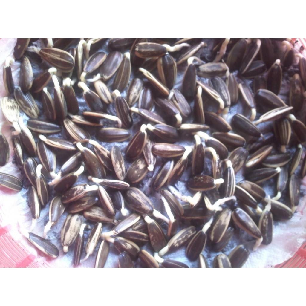 Hạt giống hoa hướng dương lùn kép 30 hạt