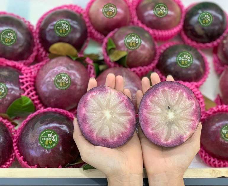 Cây Vú Sữa Tím Mica - Nhà vườn Xuân Khương