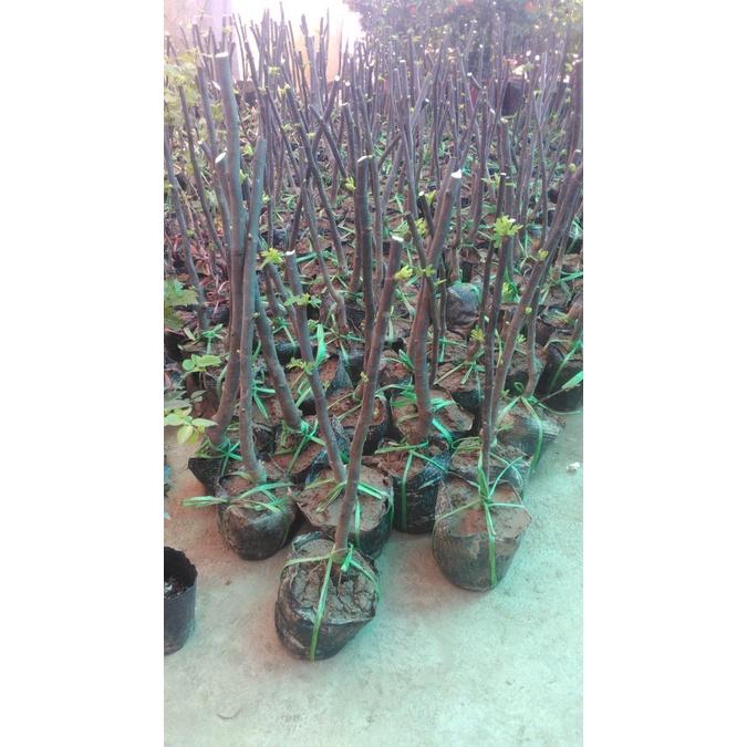 FLASH SALES Cây Táo Đại - Cây Ăn Quả - H2O Farm