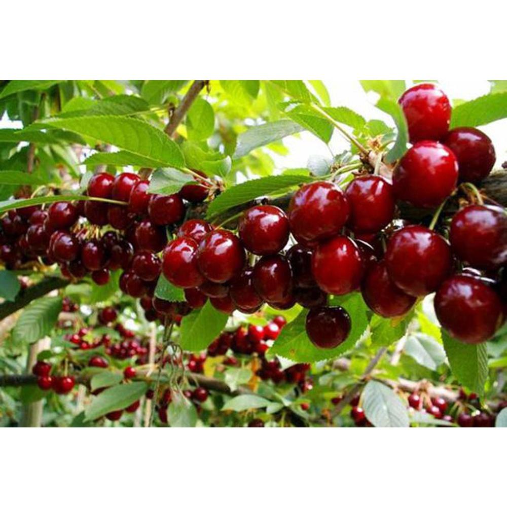 Cây giống Cherry Anh Đào MỸ THẾ HỆ MỚI. [ BẦU TO, SIÊU QUẢ, CÂY TRƯỞNG THÀNH CAO HƠN 1M  GIÚP TIẾT KIỆMTHỜI GIAN][ MỚI ]