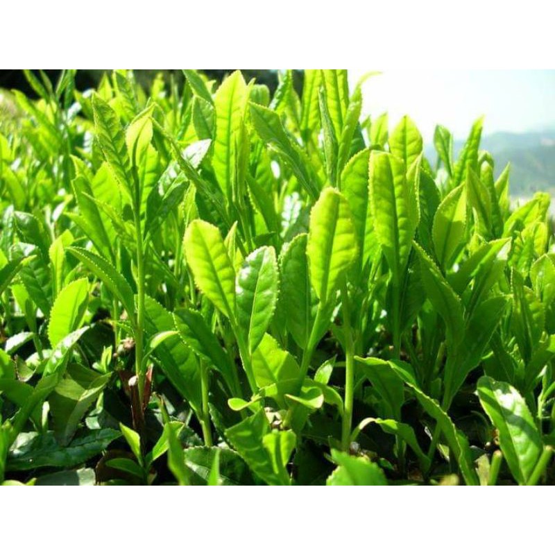 Combo 5 bầu giống chè xanh thái nguyên