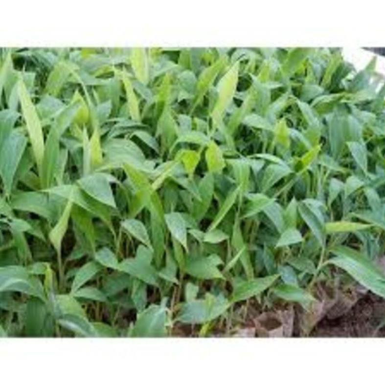 Cây giống chuối tây thái cây giống chuẩn cho năng suất cao