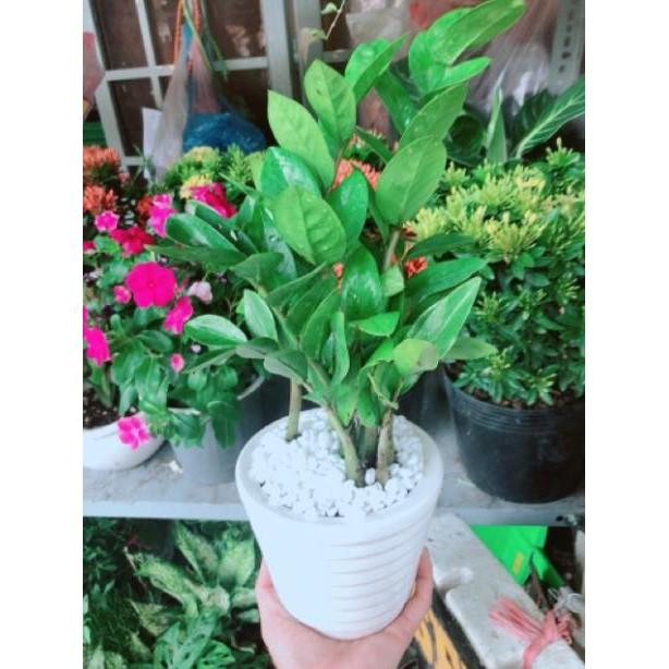 Chậu kim phát tài hay kim tiền