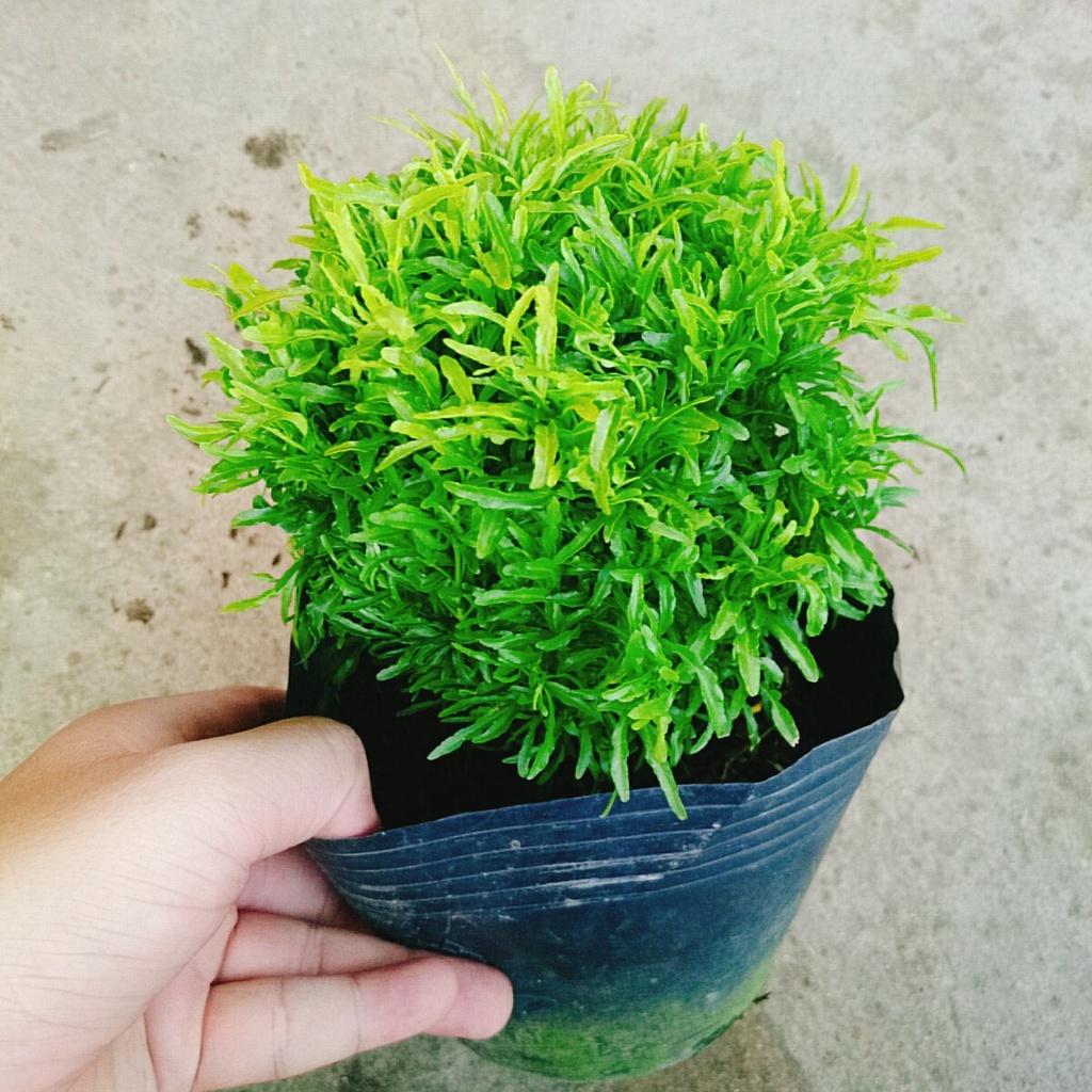 Cây Đinh Lăng Thái - cây cảnh để bàn + tặng phân bón cho cây mau lớn