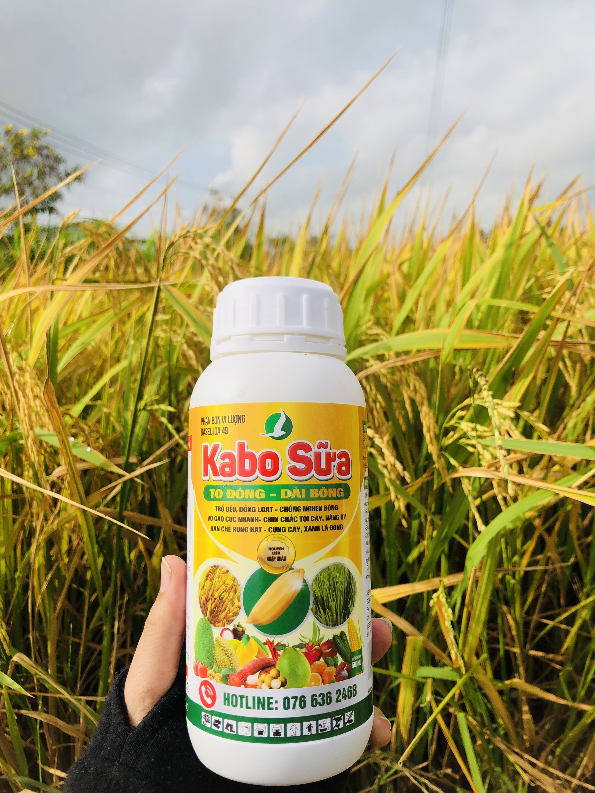 KABO SỮA - To đòng, dài bông: phun giai đoạn đón đòng.